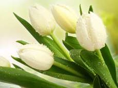 Fehér tulipánok ...