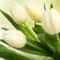 Fehér tulipánok ...