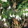 Hoviragcsokor_1815815_8096_t
