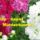 Jokivansag-002_1815309_5451_t
