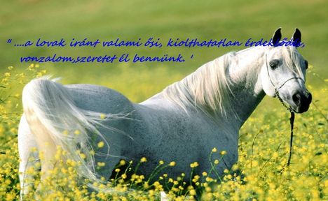 lovas idézet9