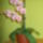 Mini_orchidea-001_1815530_7876_t