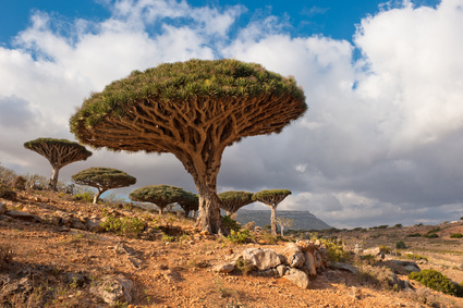 misztikus,Socotra- A rejtélyes UFO-sziget