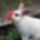 Nyuszi_viraggal__1815857_2724_t