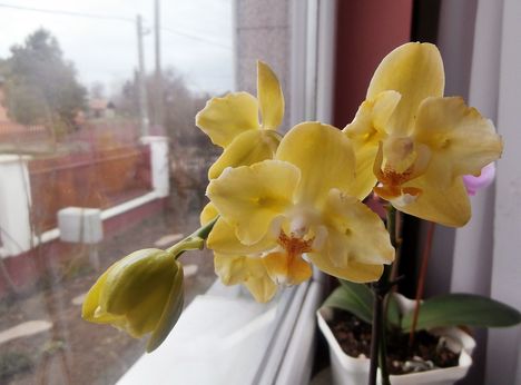 Orchidea 2