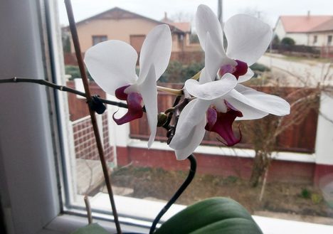 Orchidea 3