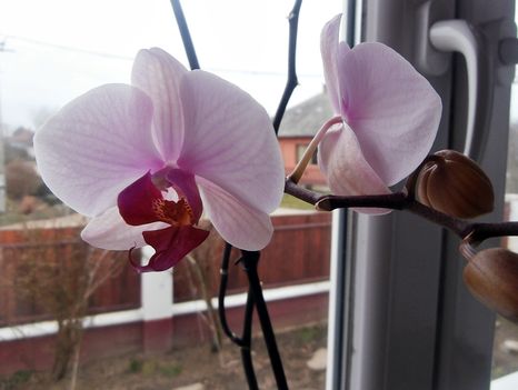 Orchidea 4