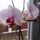Orchidea_4_1815430_4256_t