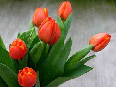 Piros tulipánok...