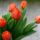 Piros_tulipanok_1815307_6746_t