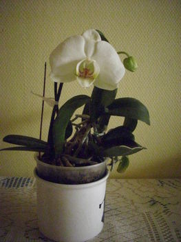 Mentett orchideám 