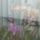 Orchidea-001_1816547_8435_t