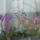 Orchidea-002_1816551_6004_t
