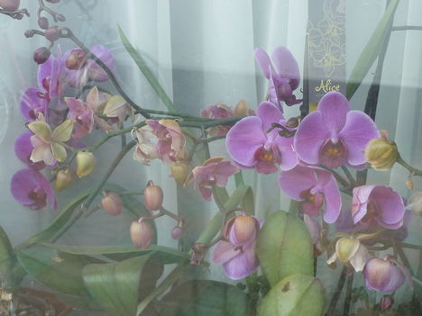 orchidea