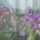 Orchidea-003_1816558_6893_t