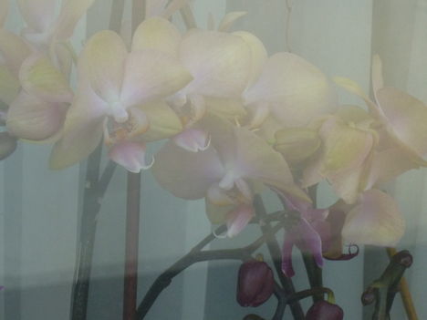 orchidea