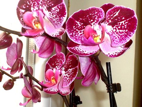 Somlyó Zoltán: Orchideák