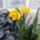 Elso_narciszaim_ma__reggelre_nyiltak_ki_1817409_7968_t