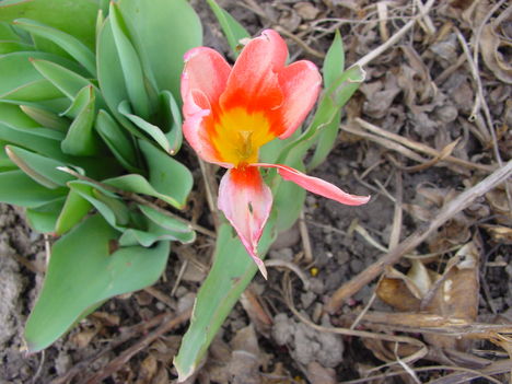 Kukacrágta kis tulipánom