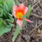Kukacrágta kis tulipánom