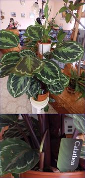 Calathea picturata.