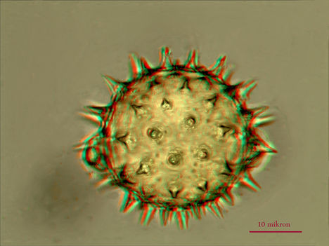 Pollen (anaglif kép)