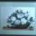 7_magnolia_1801877_1552_t