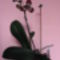 A számkivetett bocis lepkeorchidea (6.) 2011-03-04