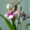 orchidea - lila