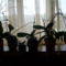Orchideáim  melyekről minde bimbó lehullott