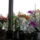 Viragok_011_1801133_4364_t