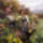 Daniel_ridgway_festmenye7_1821110_8365_t