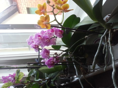 illatozó orchidea