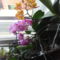 illatozó orchidea