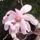 Magnoliafam_viragja_1821801_1864_t