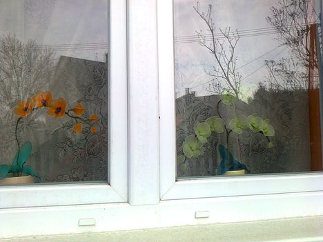 orchideák az ablakomban