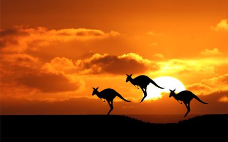 Ausztrália kenguruk