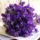 Ibolya__1822262_5322_t