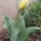 Az első tulipánom