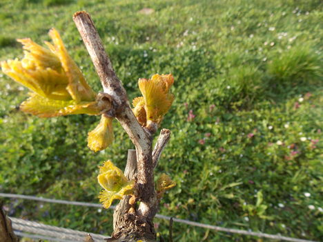Kifakadt a szőlő márciusban