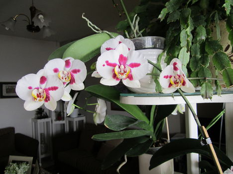  orchideám 1.