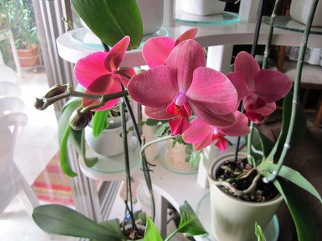    orchideám .2