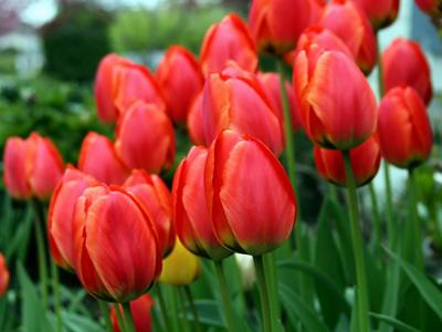 Piros tulipánok..