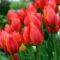 Piros tulipánok..
