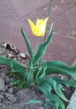 Sárga tulipán
