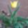 Sarga_tulipan_1825187_6895_t