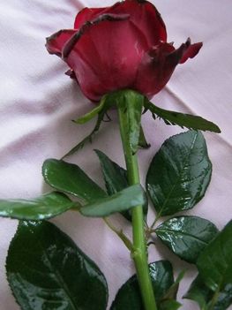 Sipos Pál: Rózsaszál