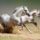 White_horse_1826051_5607_t