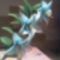 kék virágom