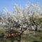 korai cseresznyefa teljes virágzában